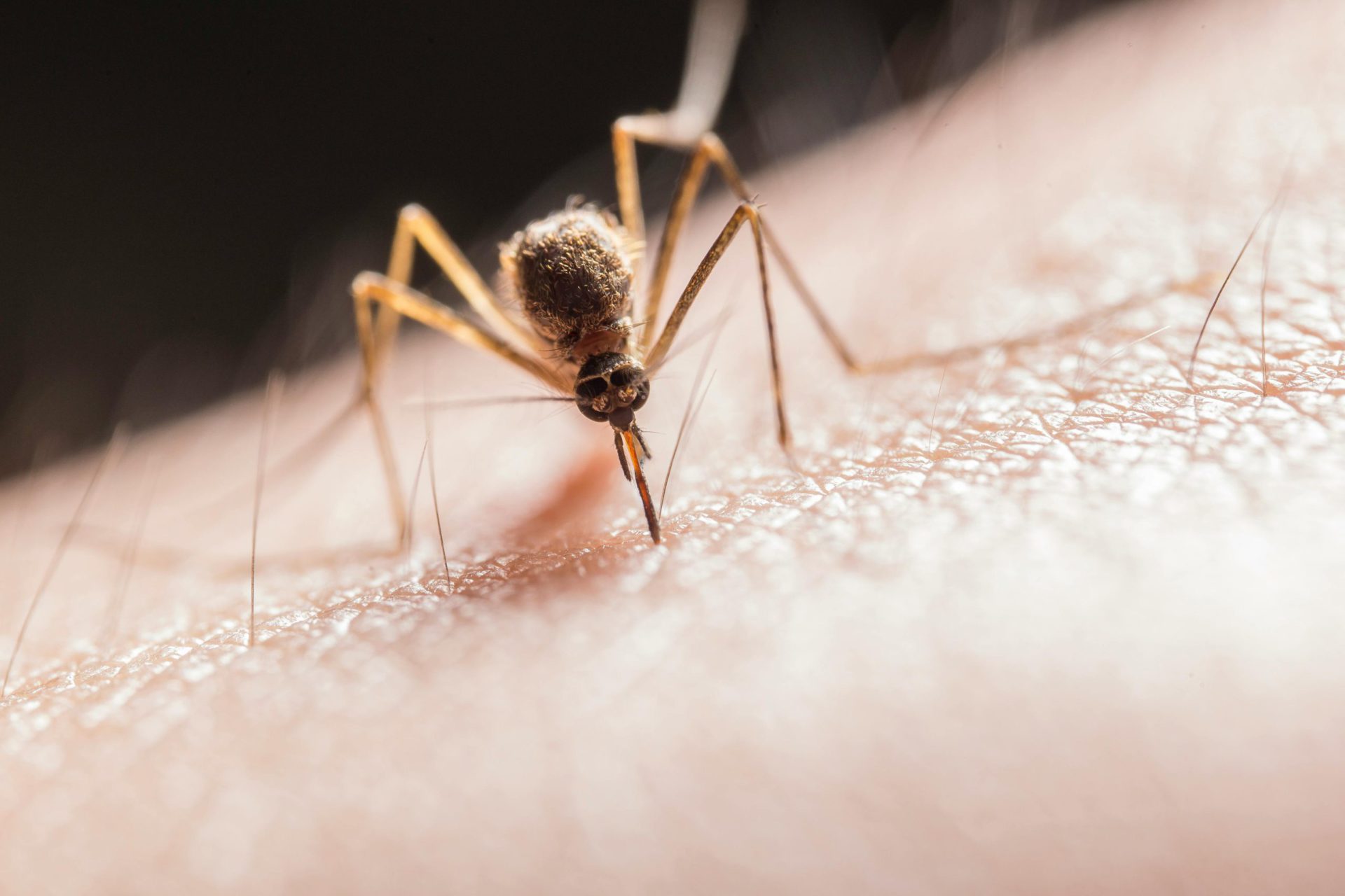 You are currently viewing The Dangers of Malaria: What You Shouldn’t Ignore
